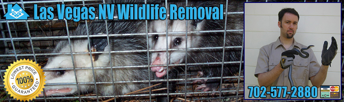 Las Vegas Wildlife and Animal Removal